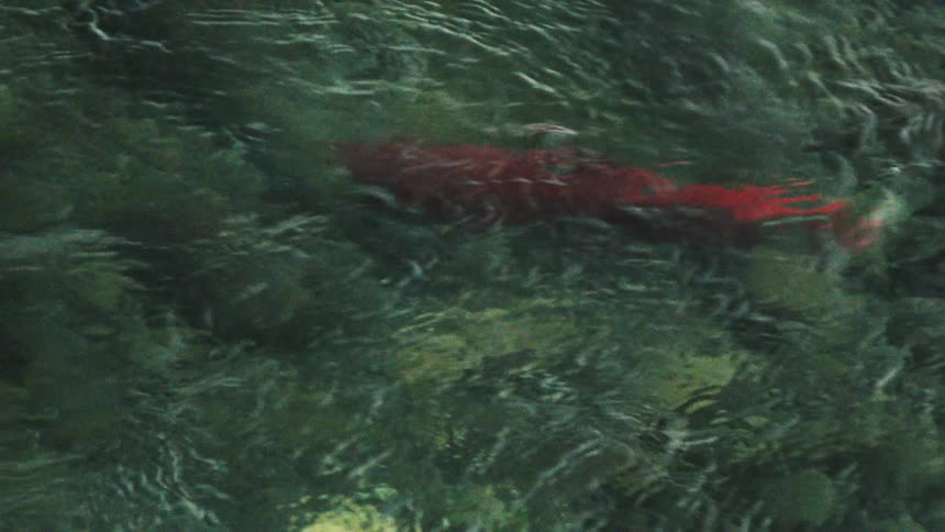 The fish swims over the rocks in the stream