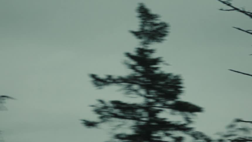Small airplane flying under cloudy sky with barren tree branches silhouetted in the foreground