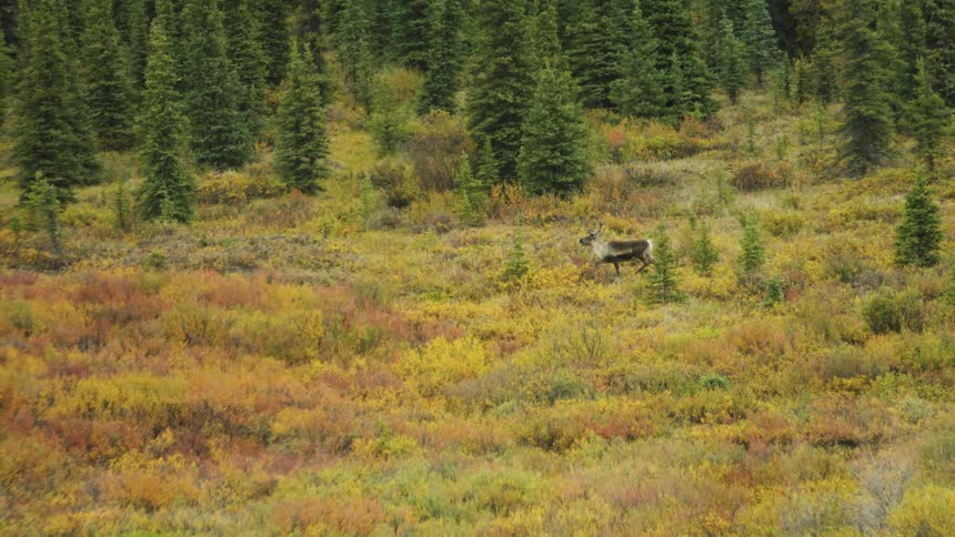 Moose walking through colorful autumn meadow with evergreen forest in the background under partly cloudy sky