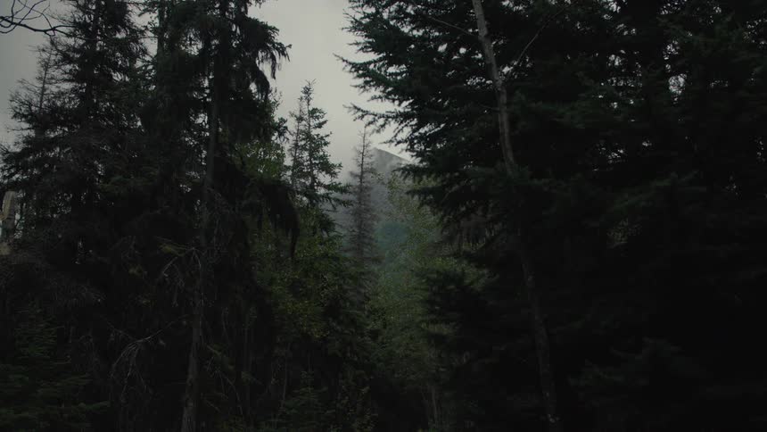 A view through the dark trunks and foliage of evergreen trees shows a dense layer of mist obscuring the distant mountain slopes and providing a diffused light source