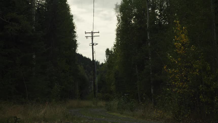 Power poles cross a path surrounded by trees in a rural area