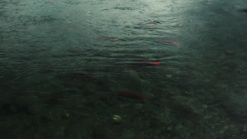 Freshwater fish swim through a shallow river under the bright midday sun their movements glinting in the clear water
