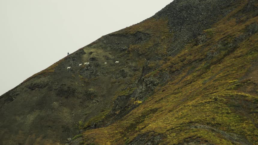 A man climbing a large mountain with six goats also climbing alongside him