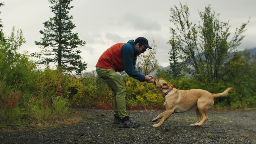 A man and his yellow dog play tugofwar on a gravel path in a lush outdoor setting