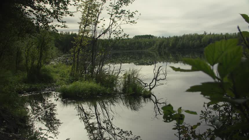 Pond surrounded by trees outdoors during day time