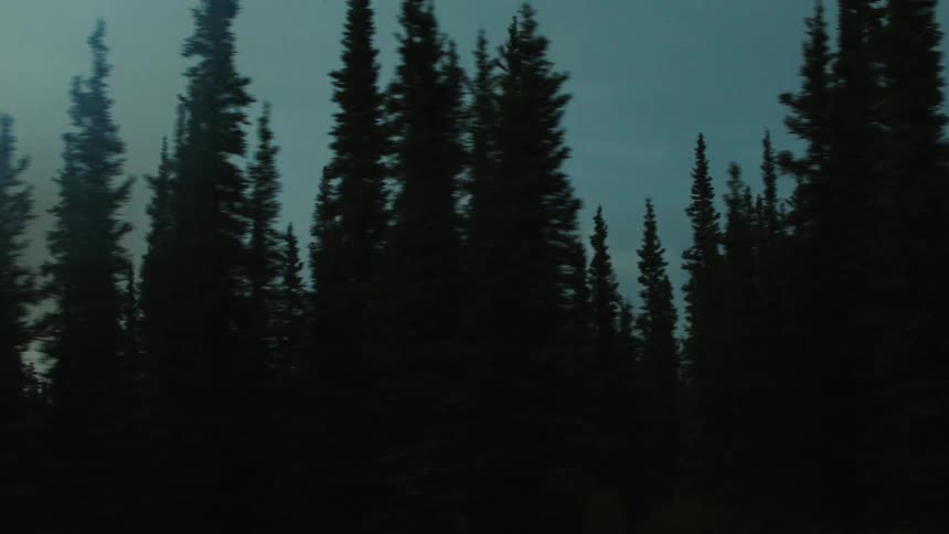 Multiple conifers in a woodland area during daytime