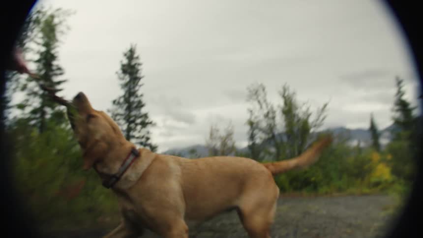 A man plays tug of war with a dog holding a stick in its mouth outdoors