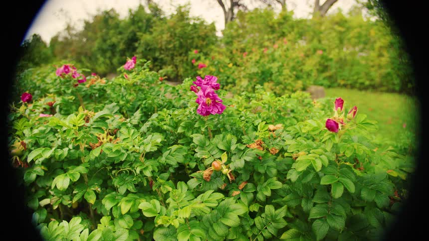 Bee walking over a pink flower outdoors during day time