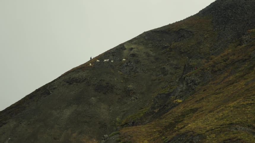 A herd of sheep grazes on the grassy slopes of a mountain hill under the midday sun