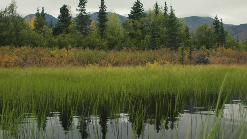 The video offers a low perspective of still water where long vibrant green marsh grass stands in the foreground and its reflections mirror the distant evergreencovered mountains the camera slowly zooms out revealing more of the vast autumncolored wi