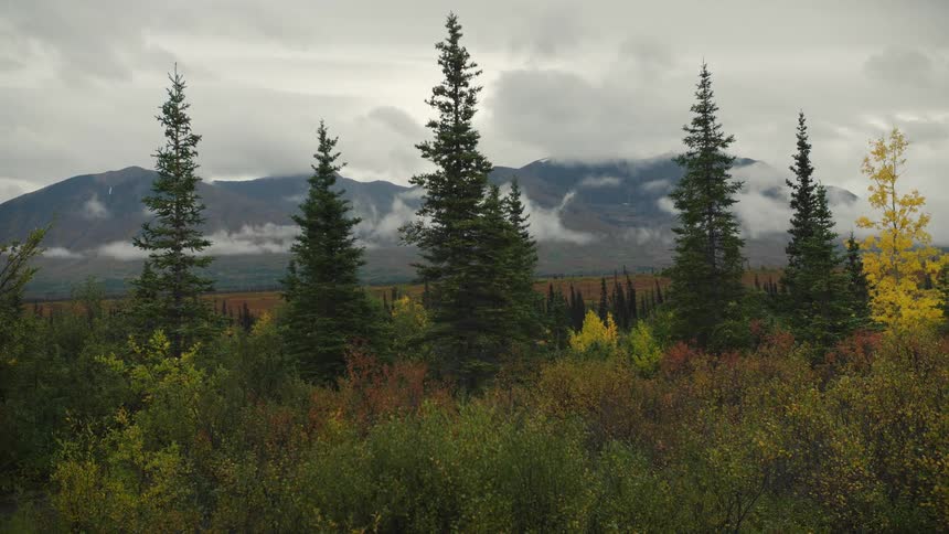 A field outdoors with low vegetation and few trees during daytime