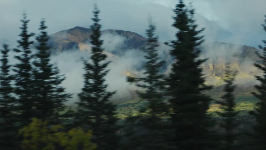 Mountain partially covered by mist with tall pine trees in foreground under diffused sunlight