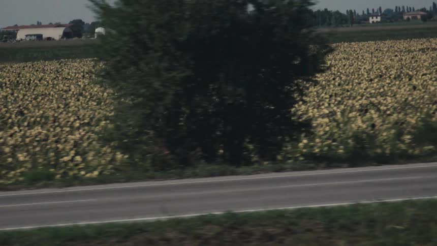 A vast sunflower field stretches beside a rural road under a cloudy sky