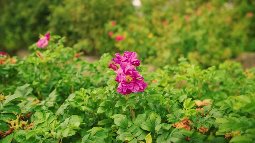 Bee on a pink flower amid green foliage in a garden