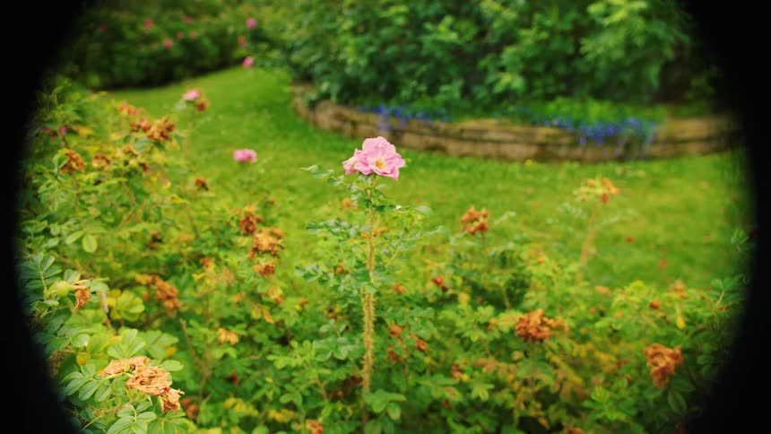 Pink rose surrounded by yellow flowers and greenery in garden with stone border