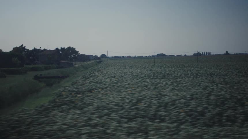 Vast agricultural field with white flowers and utility poles under clear sky