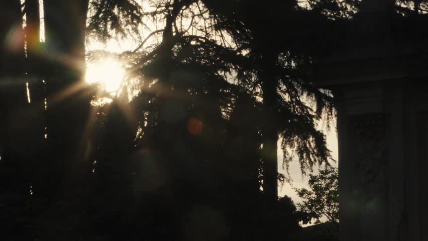 Silhouettes of a trees and green vegetation outdoors at sunset