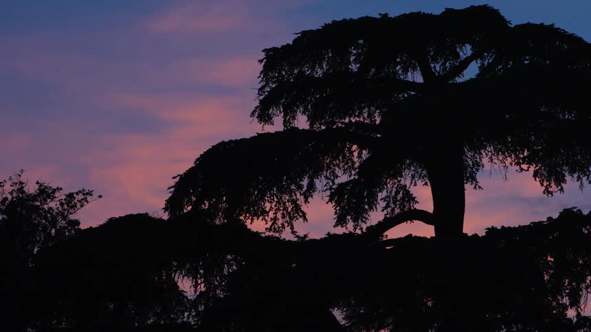Silhouette of a large tree with smaller vegetation outdoors at sunset