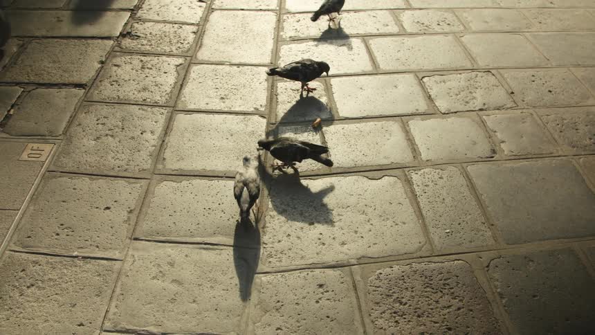 A group of dark pigeons walks and pecks at the lightcolored stone pavement of a european square casting long dark shadows across the ground due to the bright overhead sunlight with the legs of a person in white shoes visible on the right