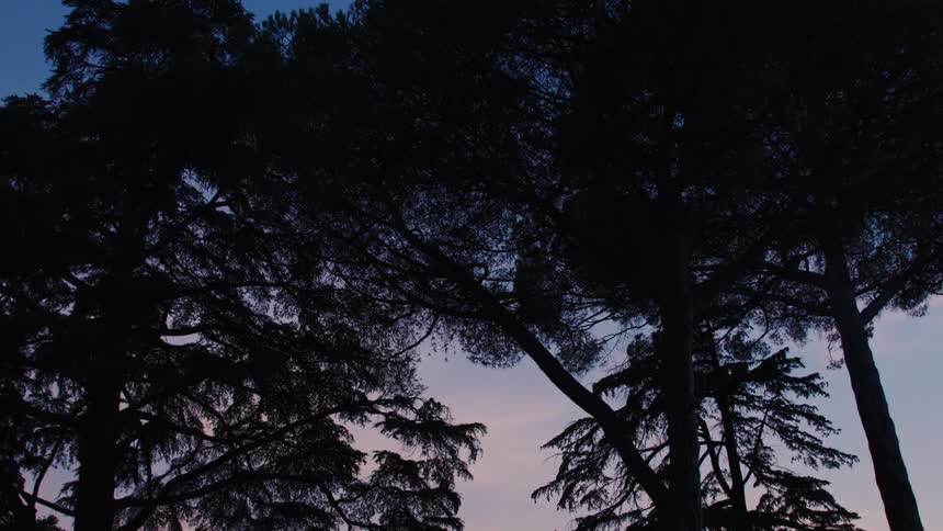 Tall tree canopies form dark silhouettes against the evening sky