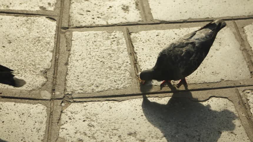 A group of black pigeons feeding on food crumbs on a concrete floor outdoors during daytime