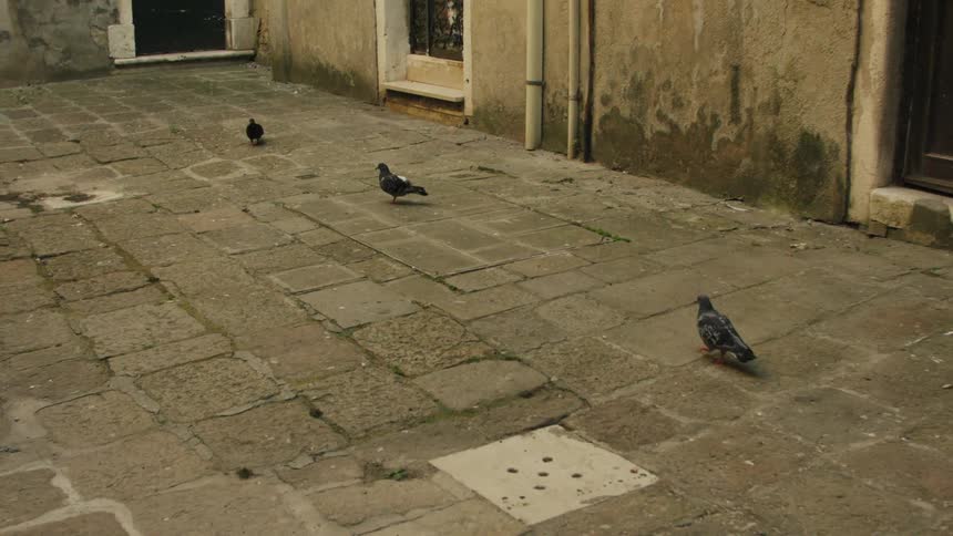 A quiet weathered alley with peeling stucco walls and a dark wooden door as a few pigeons stroll across the stone pavement