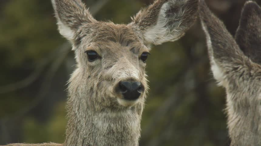 Two deer stand alert in the woods at midday watching their surroundings with focused attention