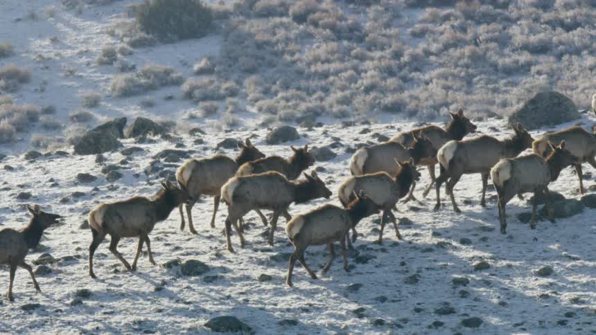 Herd of elk moving across a hillside that is lightly dusted with snow