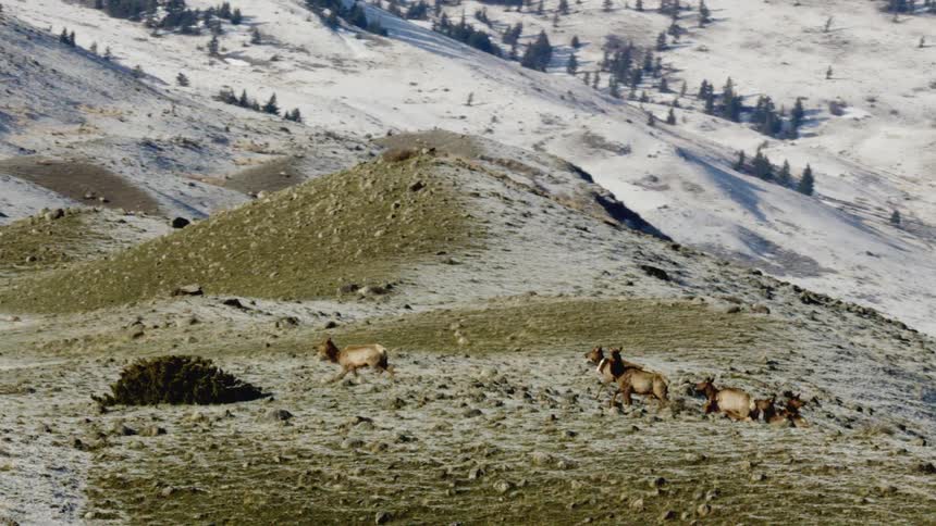 The herd of animals run over the hill