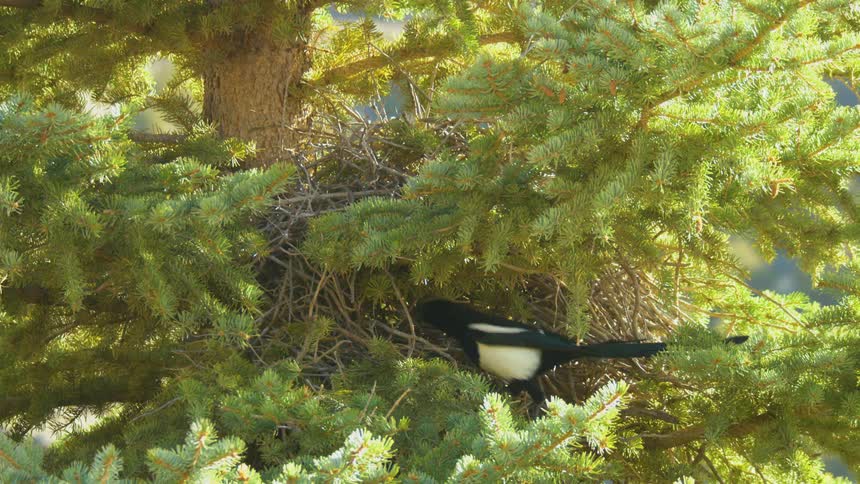 A blackbilled magpie walks towards its bulky twig nest tucked deep in a sunlit evergreen