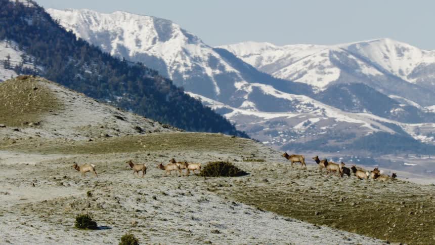 The video is a wide elevated shot of a herd of elk grazing on a patch of grass in a snowdusted hillsidethe backdrop features a stunning panorama of snowcapped mountains under a clear sky