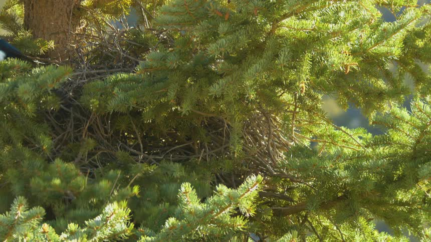 A magpie emerges from his nest