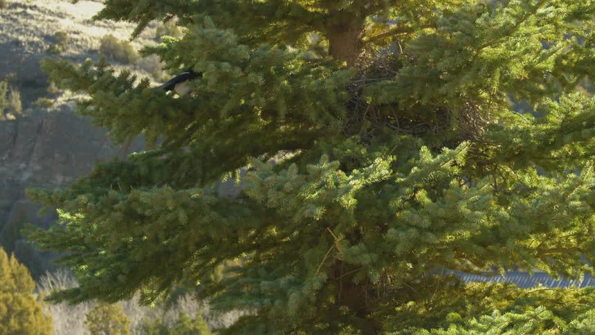 The bird flies onto the branch of the tree