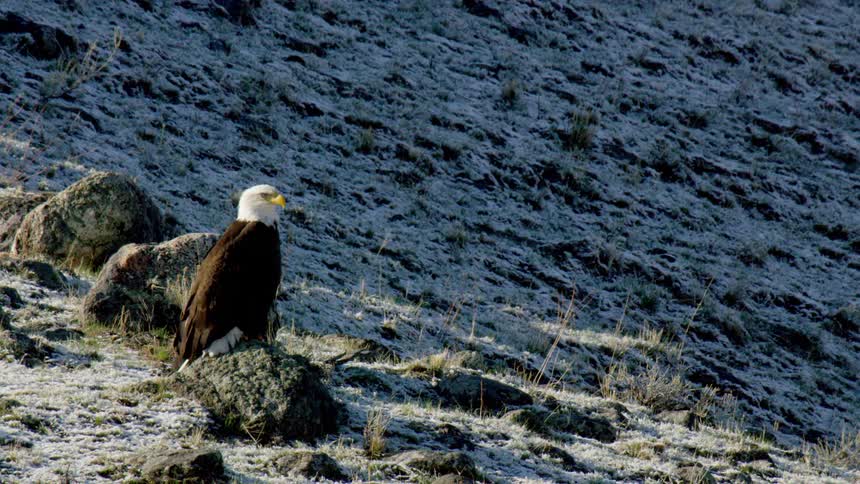 Bald eagle sitting on a rock among a light dusting of snow.