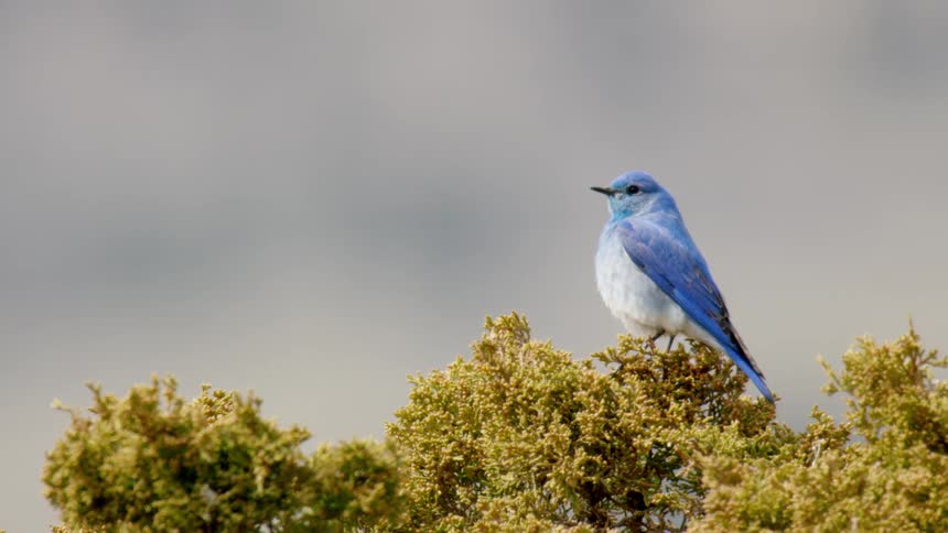 A vibrant blue bird likely a mountain bluebird is perched atop a cluster of bright green juniper or similar shrubbery after a brief pause it takes flight disappearing against the background of a solid overcast sky