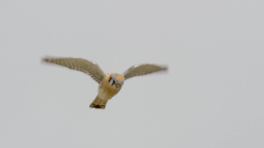 Kestrel flying on the sky outdoors during day time