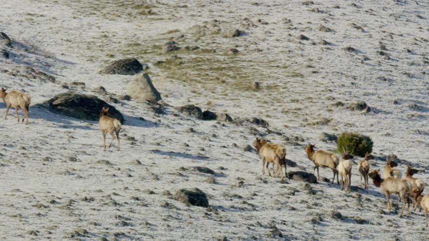 The herd of animals walk uphill together