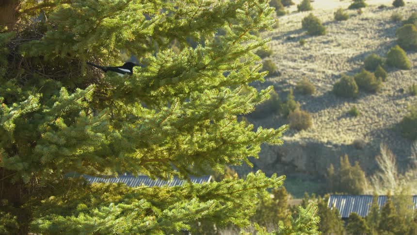 A magpie flies out of a tree under the midday sun