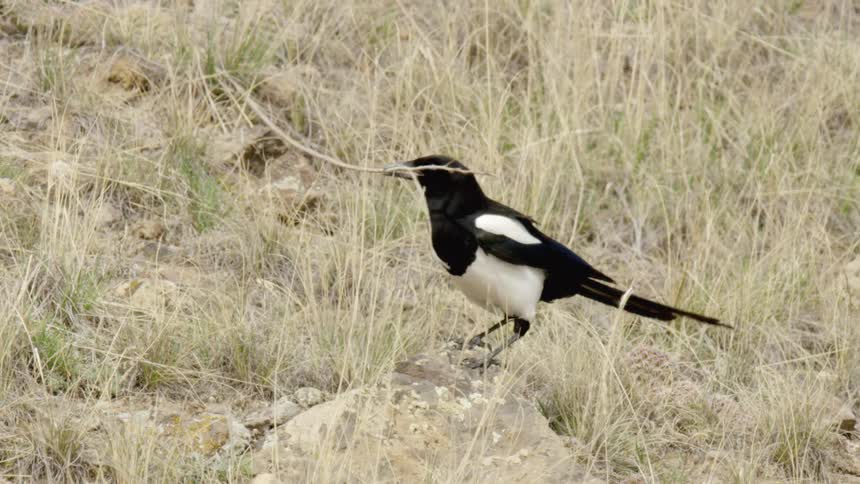 Magpie bird holding a small twig on its beak outdoors during day time