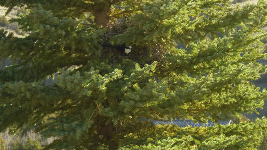 A magpie enters its nest buried in a pine tree