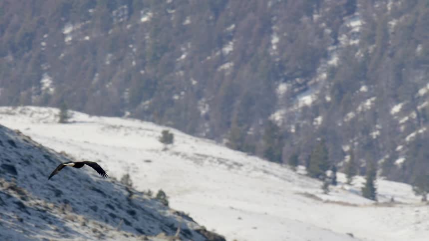 A bald eagle flies low across a steep snow dusted mountainside