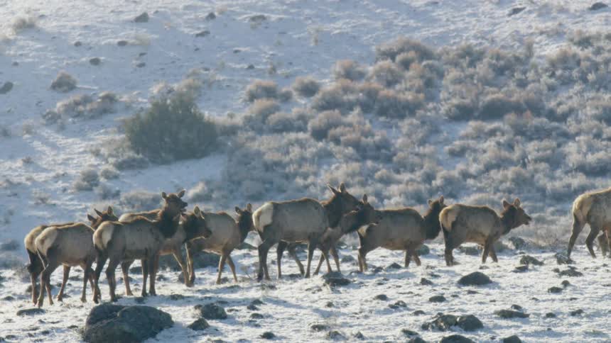A herd of elk makes its way across a sunlit snow covered hillside dotted with sagebrush