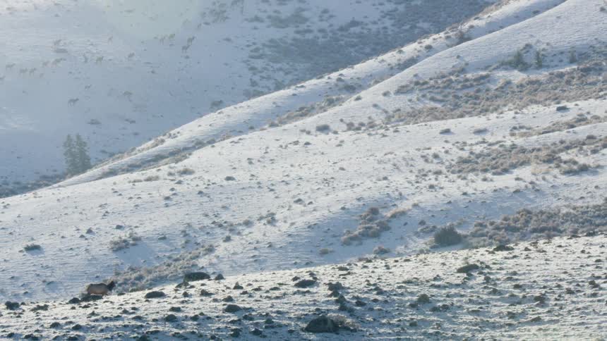 A herd of deer walks uphill on a snowcovered mountain at midday moving steadily through the cold terrain