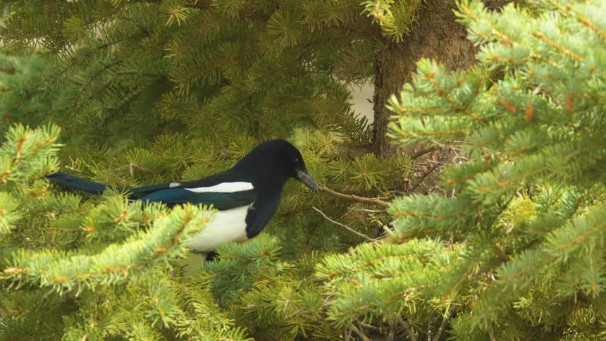The bird carries a twig on the branch