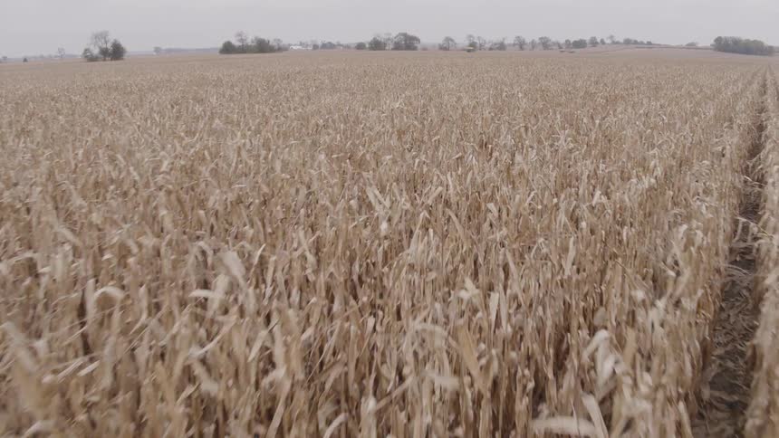 Vast field of dry corn ready for harvest