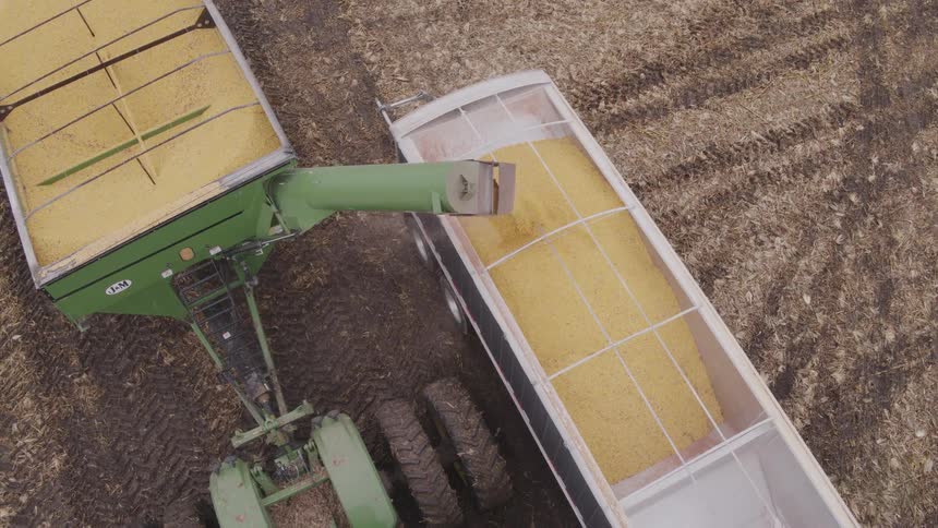 Combine harvester pouring crops into a container outdoors during day time