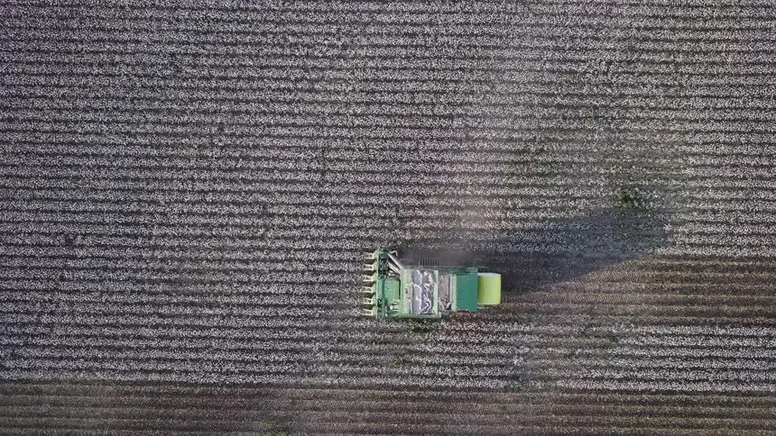 Agricultural machine harvests cotton in perfectly aligned rows seen from above