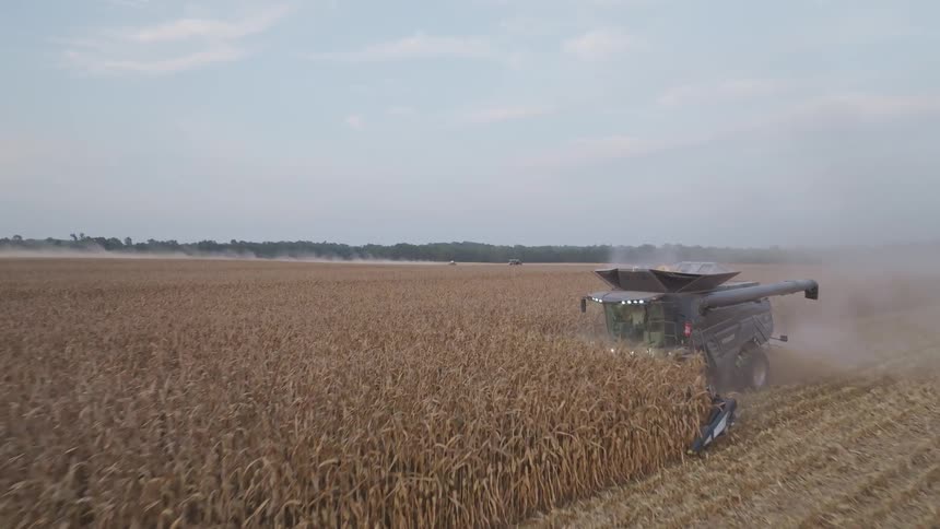 The video clip is an aerial view of a combine harvester working in a large golden field of grain the machine is kicking up a significant amount of dust and chaff as it moves through the ripe crops