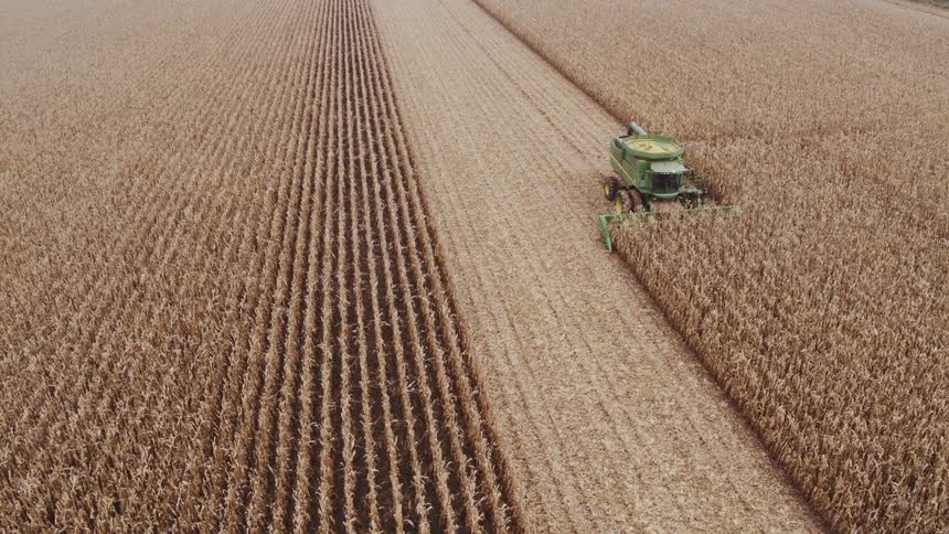 Agricultural machine harvesting rows of corn in a large field