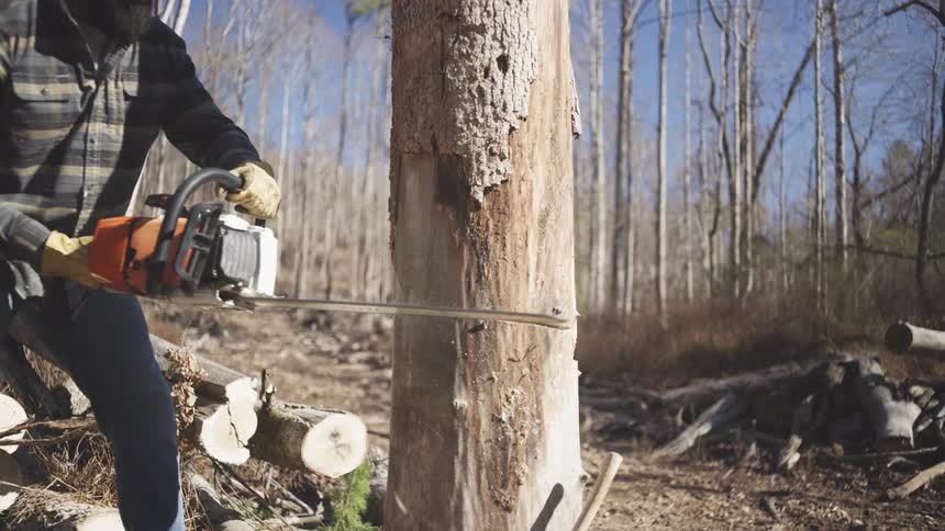 A man in flannel and work gloves operates a chainsaw to cut into a dead tree in a leafless forest under a clear blue sky